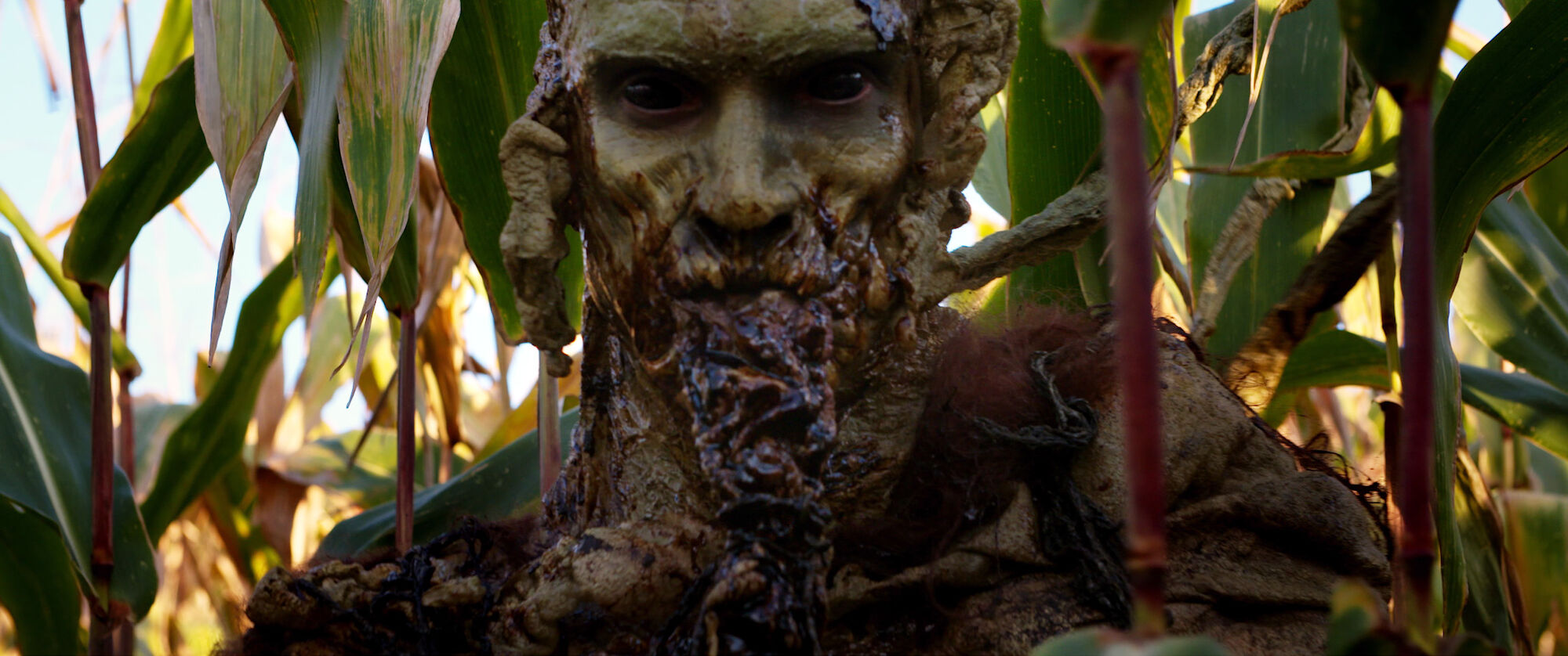 Scene Image 5