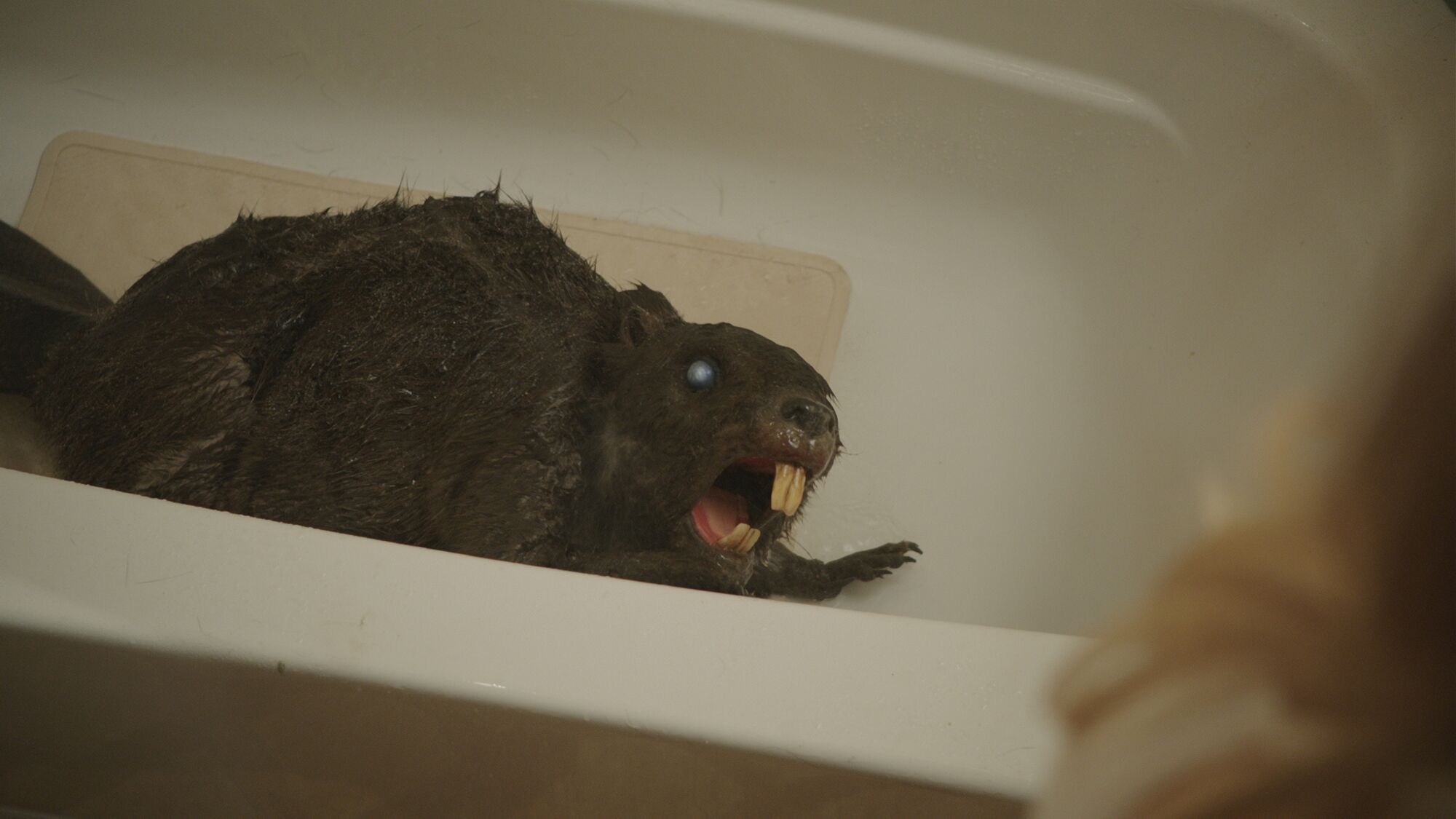 Scene Image 1